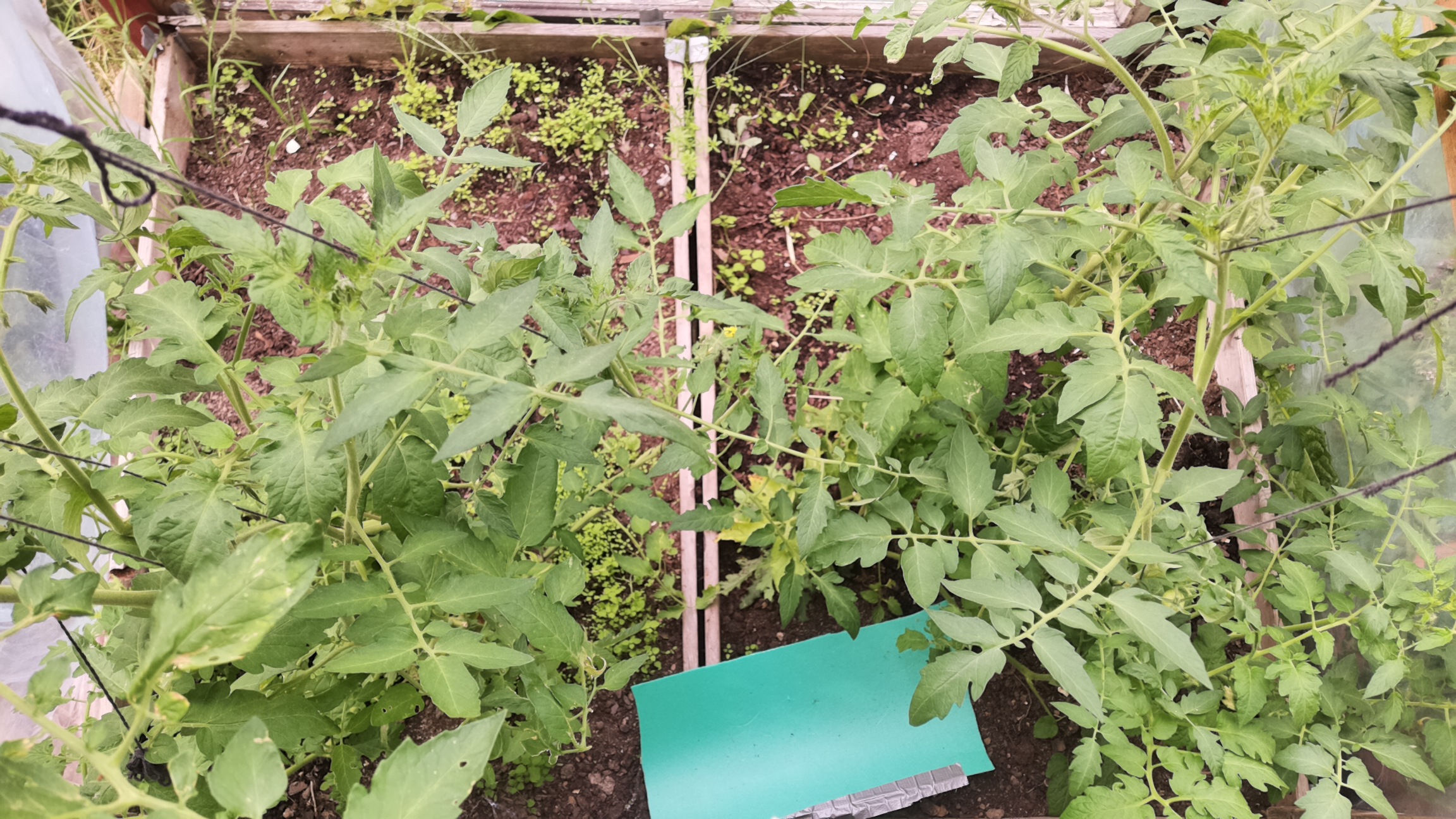 Greenhouse camera
